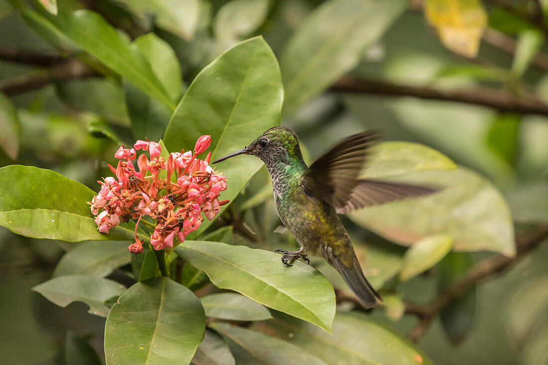 Argentina, Puerto Iguazu, Jardin de los Picaflores. Versicolored emerald hummingbird feeding on flower