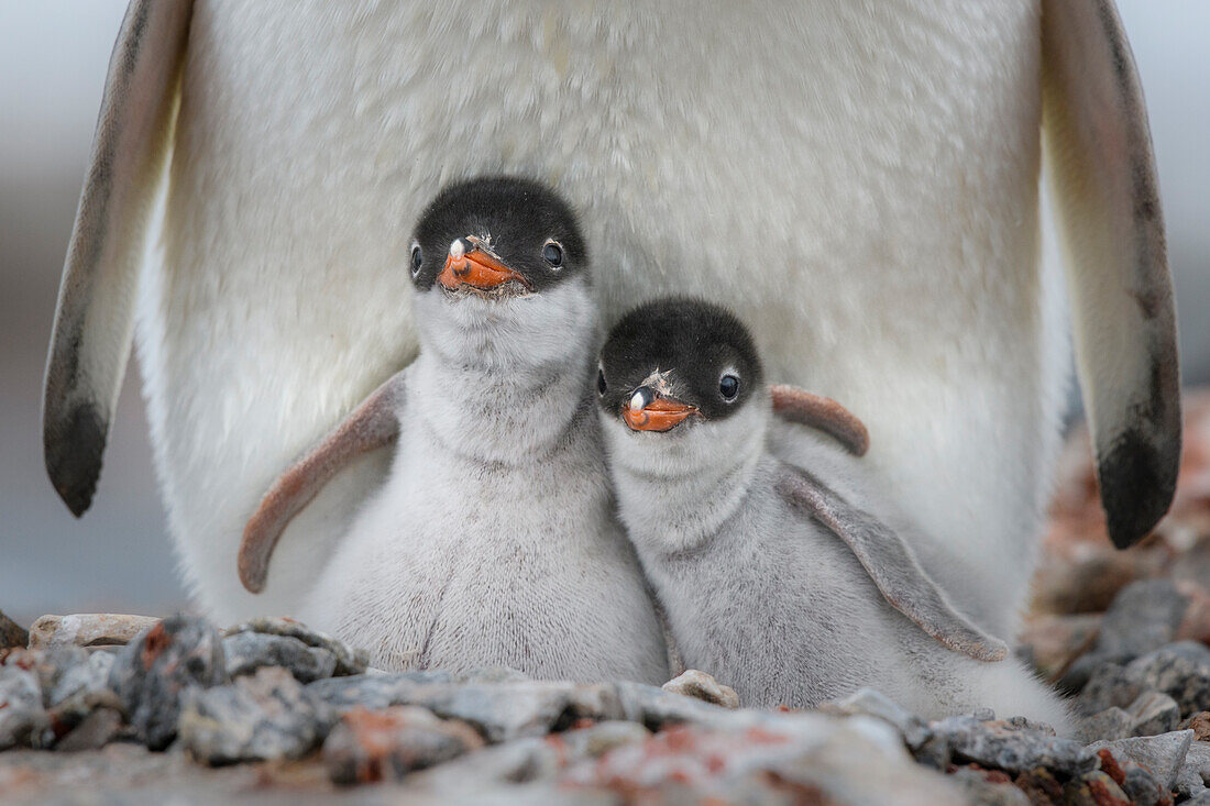 Antarctic Peninsula, Antarctica, Jougla Point. Gentoo penguin chicks.