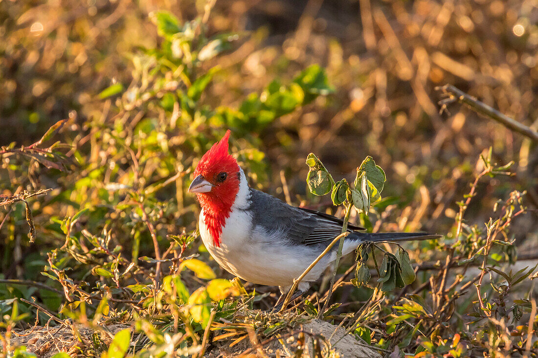 Brasilien, Pantanal. Rotschopfkardinal