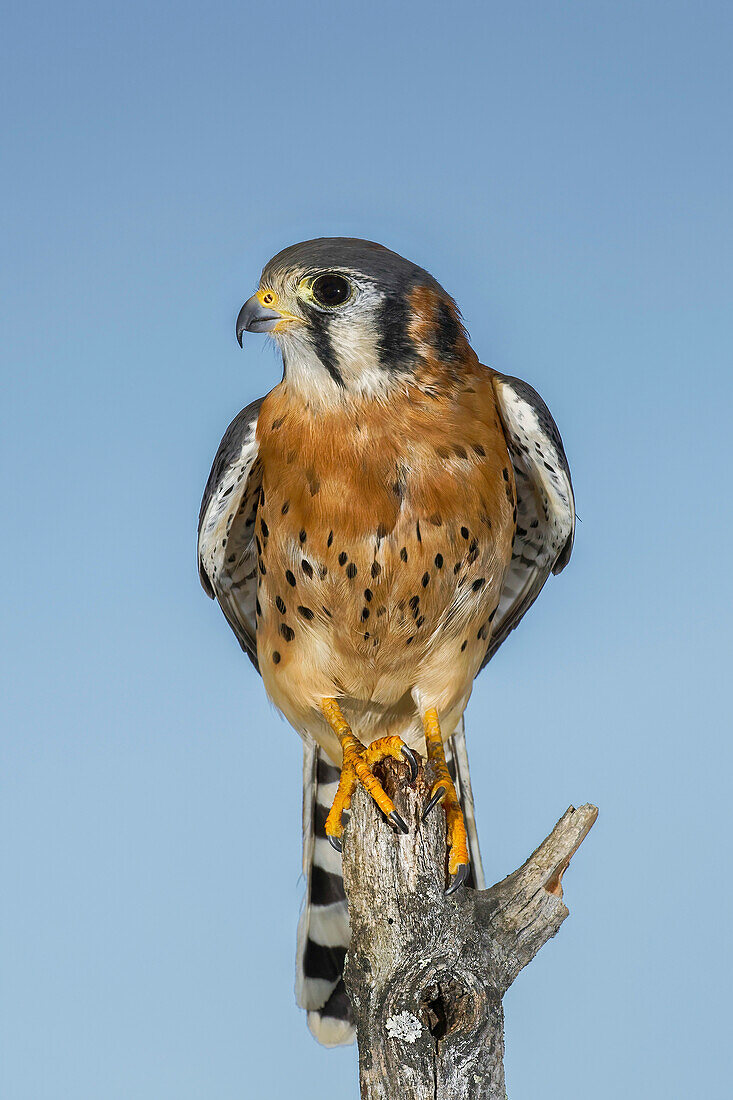 Male American Kestrel