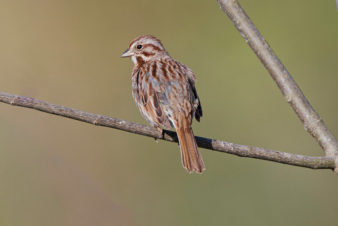 Song sparrow