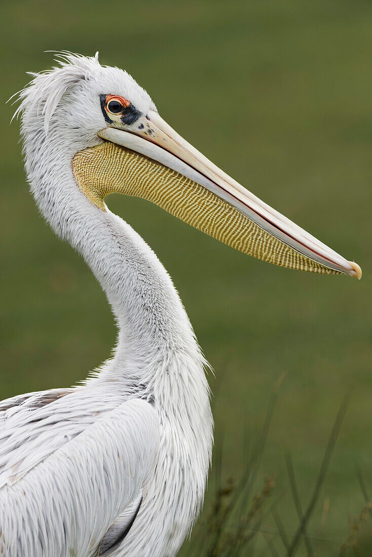 Pink-backed Pelican