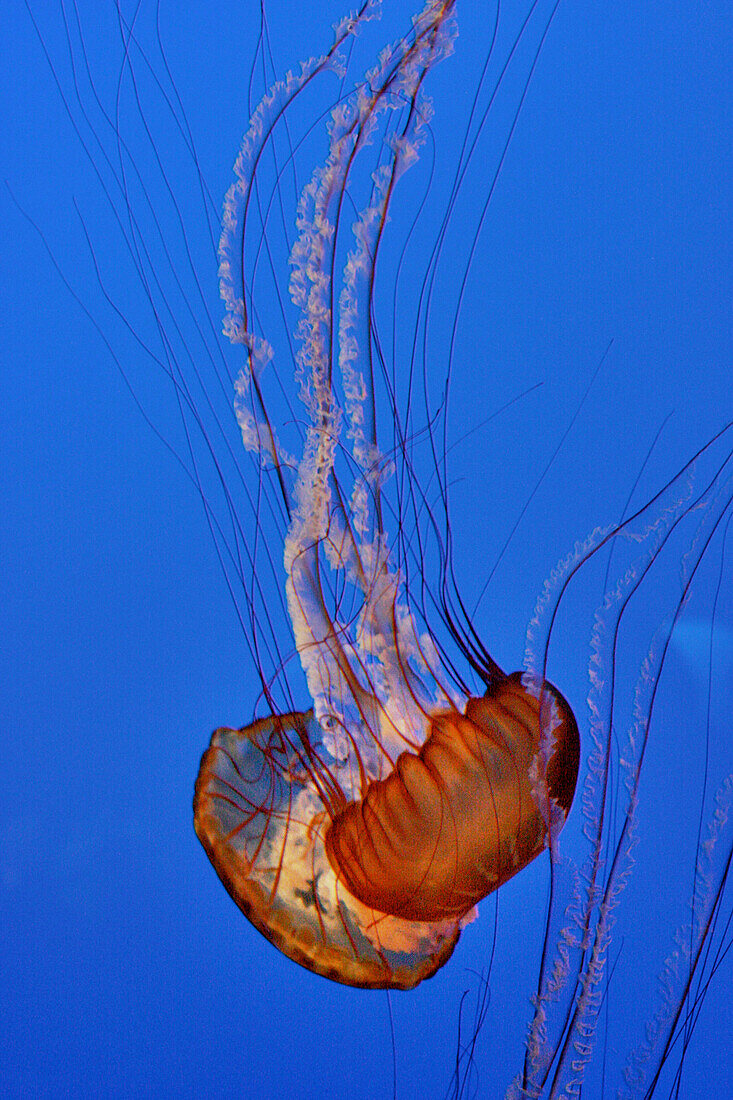 Anmutige Qualle im Aquarium