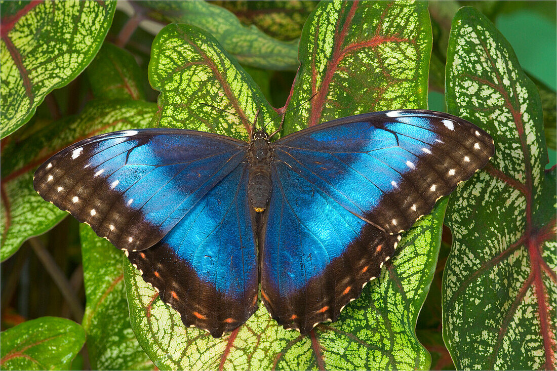 Blauer Morpho Falter, Morpho granadensis, auf Caladium ruhend