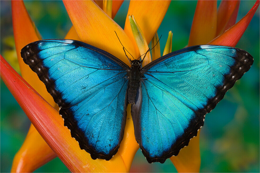 Blauer Morpho-Falter, Morpho peleides, auf tropischer Heliconia-Blüte