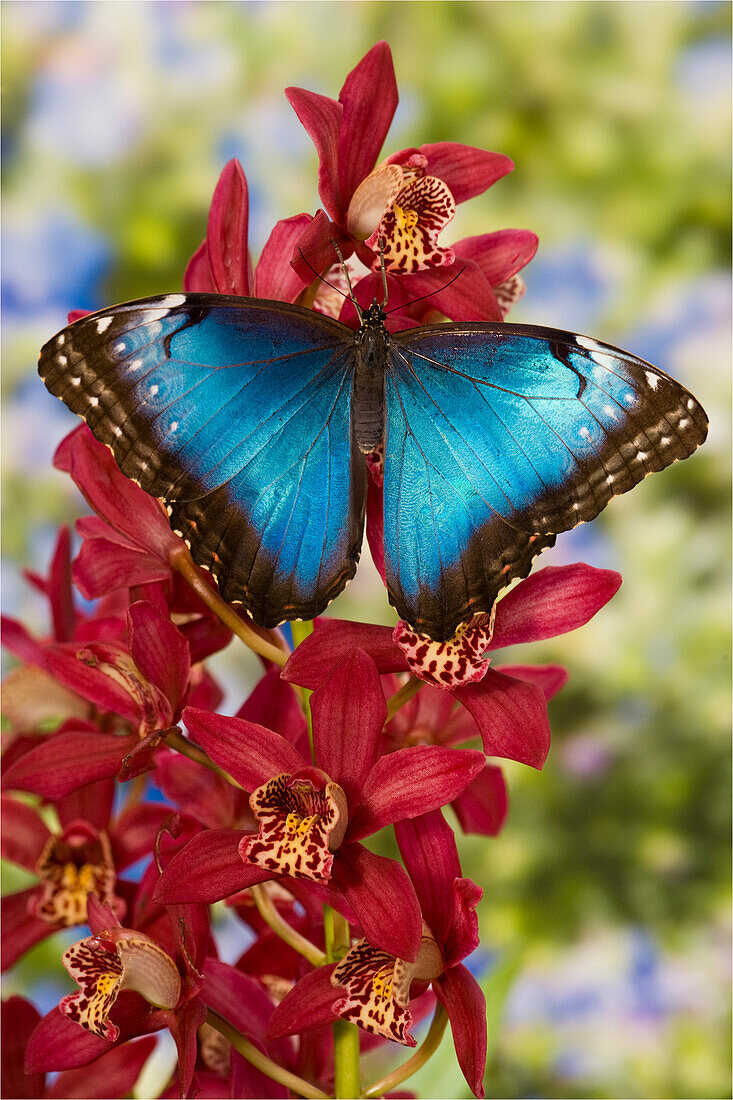 Blauer Morpho Schmetterling, Morpho peleides, auf rosa Orchidee