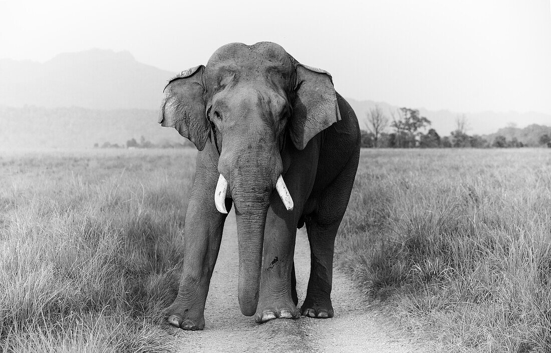 Musth Tusker on the track, Corbett National Park, India.