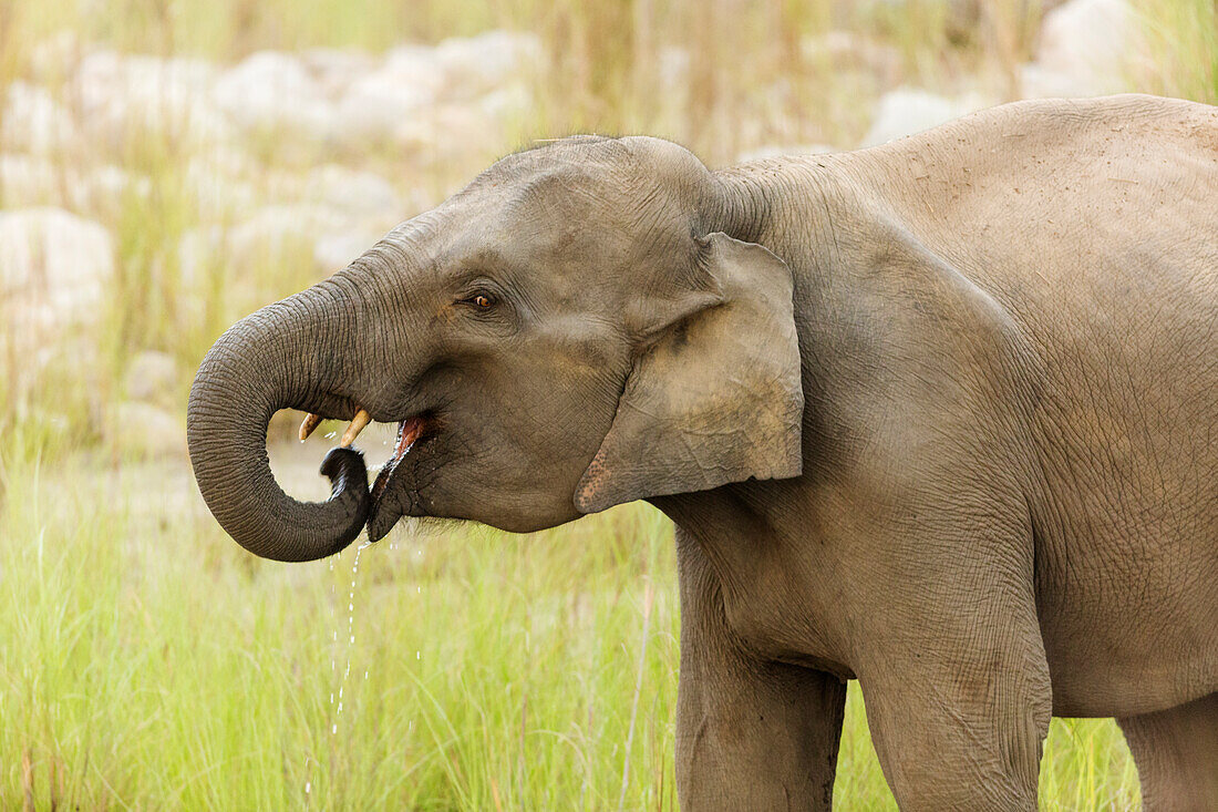 Asian Elephant drinking water, Corbett National Park, India.