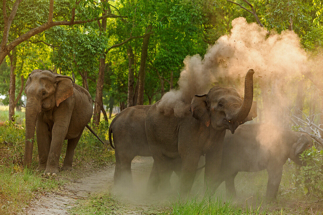 Asiatischer Elefant beim Staubbad. Corbett-Nationalpark, Indien.