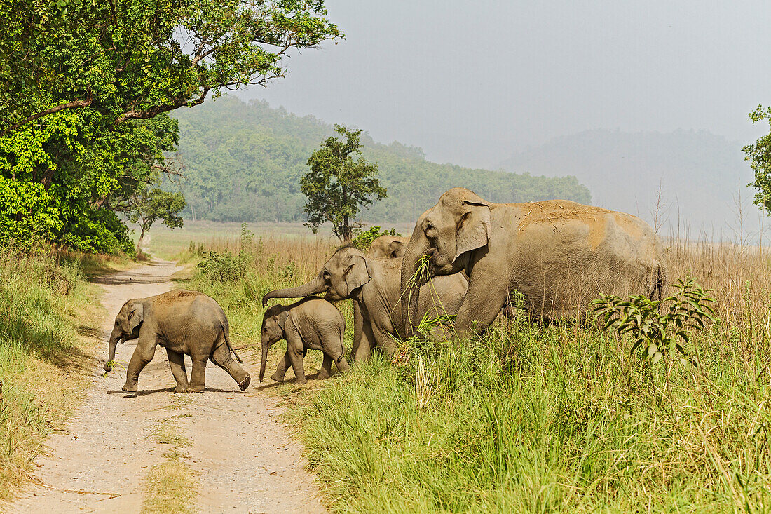 Asiatische Elefantenfamilie beim Überqueren des Dschungelpfades. Corbett-Nationalpark, Indien.