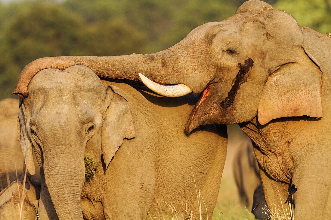 Werbendes Paar Asiatischer Elefanten. Corbett-Nationalpark, Indien.