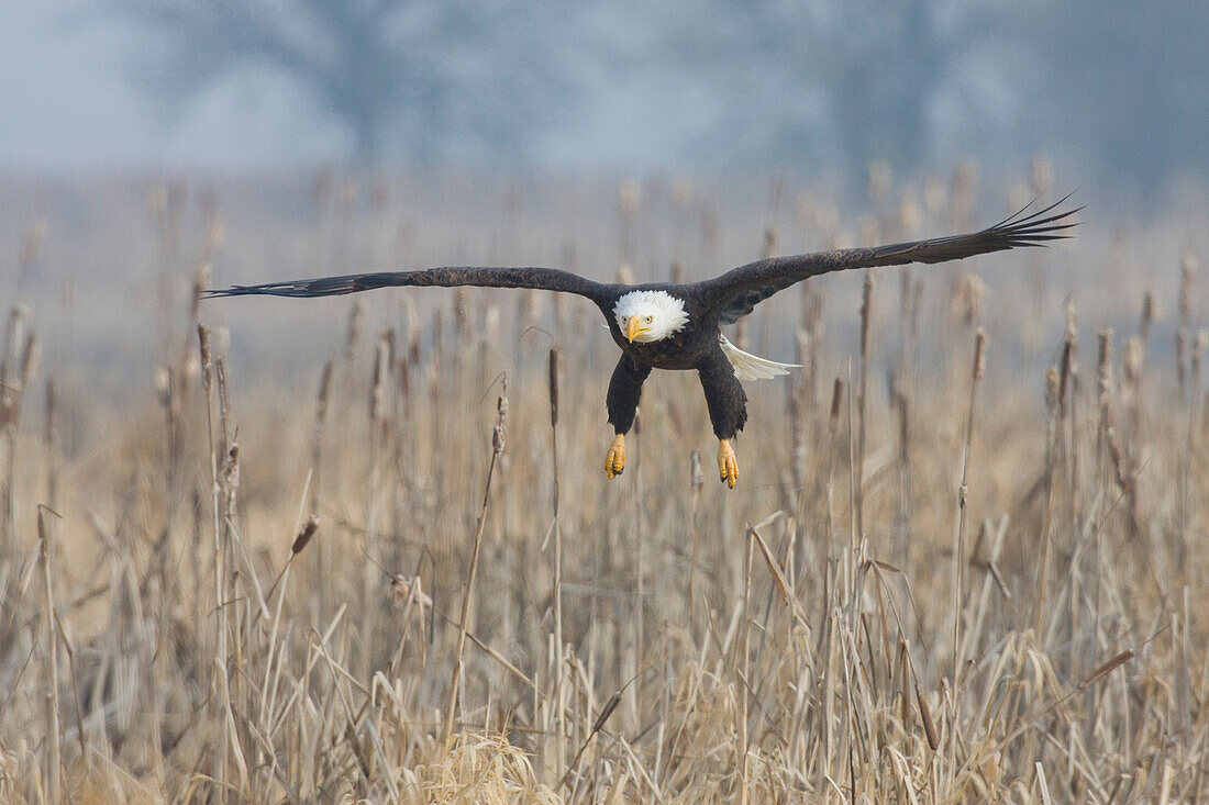 Bald Eagle, foggy wetland marsh