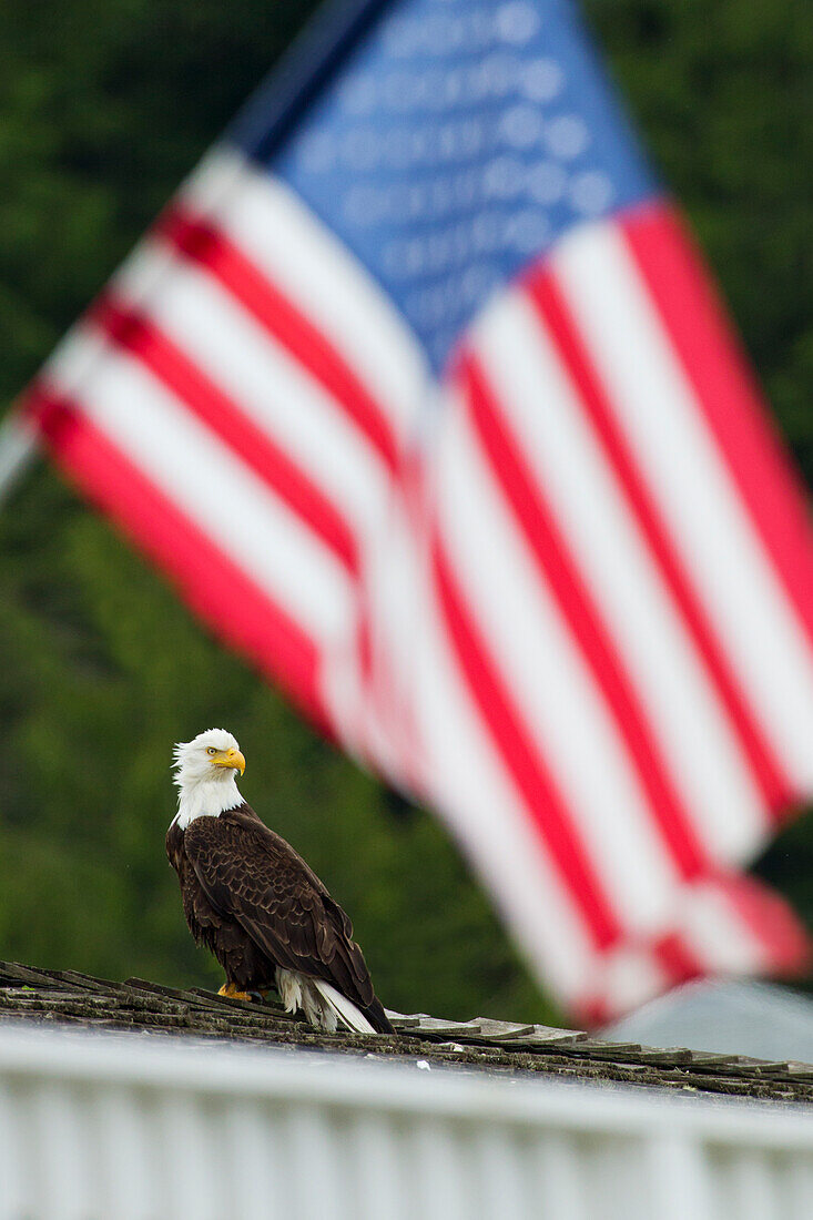 Weißkopfseeadler hinter amerikanischer Flagge