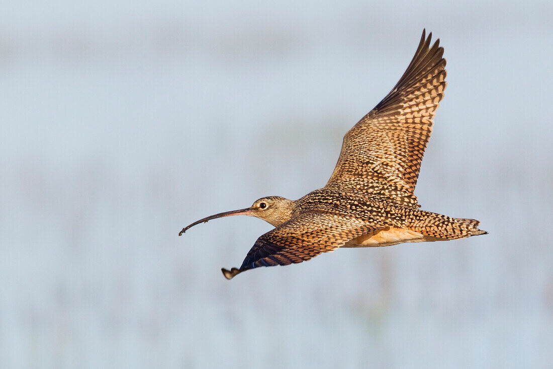 Langschnabel-Brachvogel