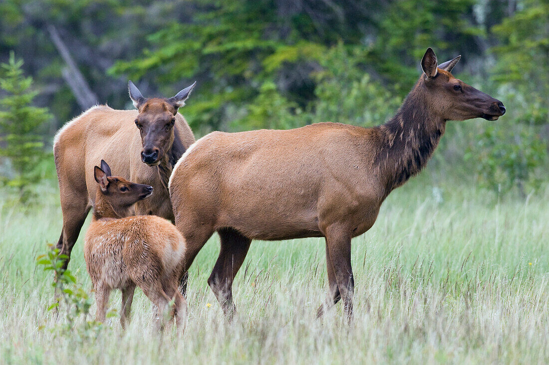 Rocky Mountain Elk cow with calf