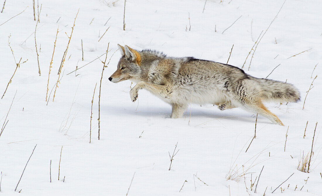 Kojote, Winterpirsch