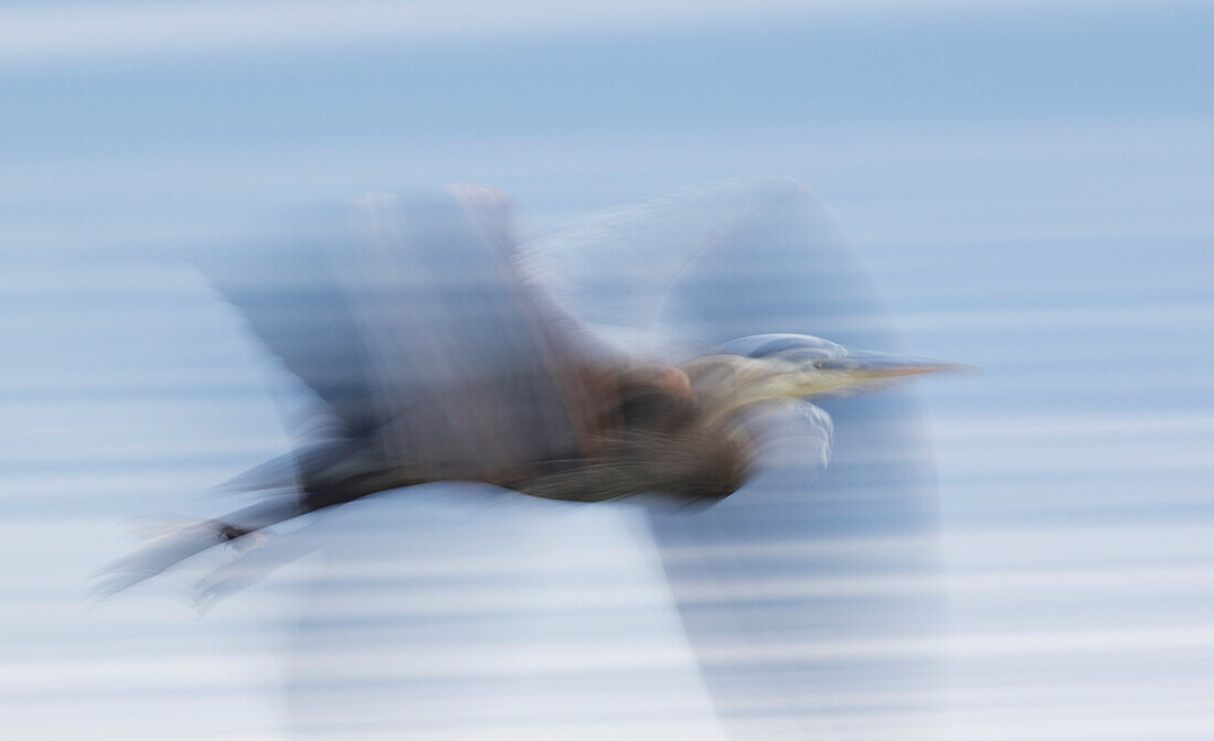 Großer Blaureiher, abstrakter Flug