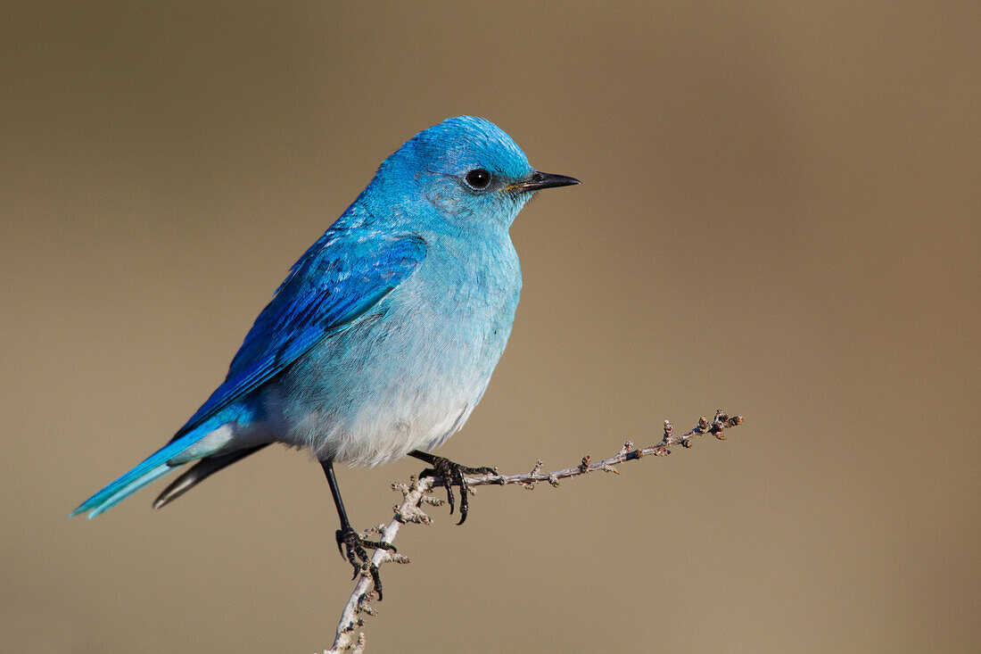 Mountain Bluebird