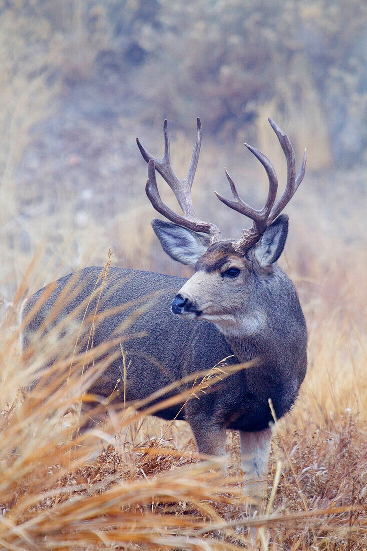 Mule Deer Buck, Foggy Frosty Morning