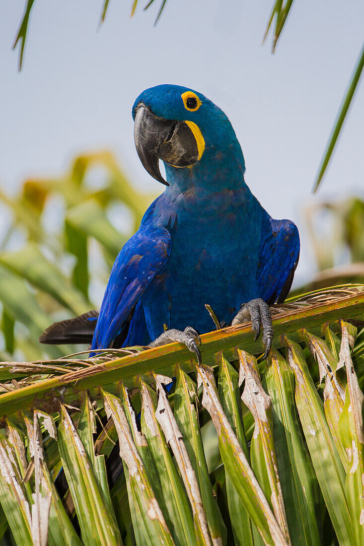 Brasilien. Hyazinth-Ara (Anodorhynchus hyacinthinus), eine gefährdete Papageienart, im Pantanal, dem größten tropischen Feuchtgebiet der Welt, UNESCO-Welterbestätte.