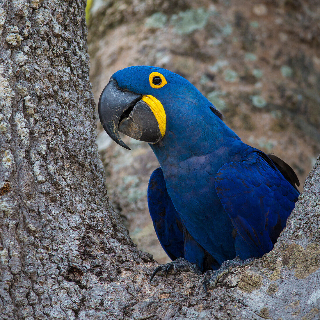 Brasilien. Hyazinth-Ara (Anodorhynchus hyacinthinus), eine gefährdete Papageienart, im Pantanal, dem größten tropischen Feuchtgebiet der Welt, UNESCO-Weltnaturerbe.