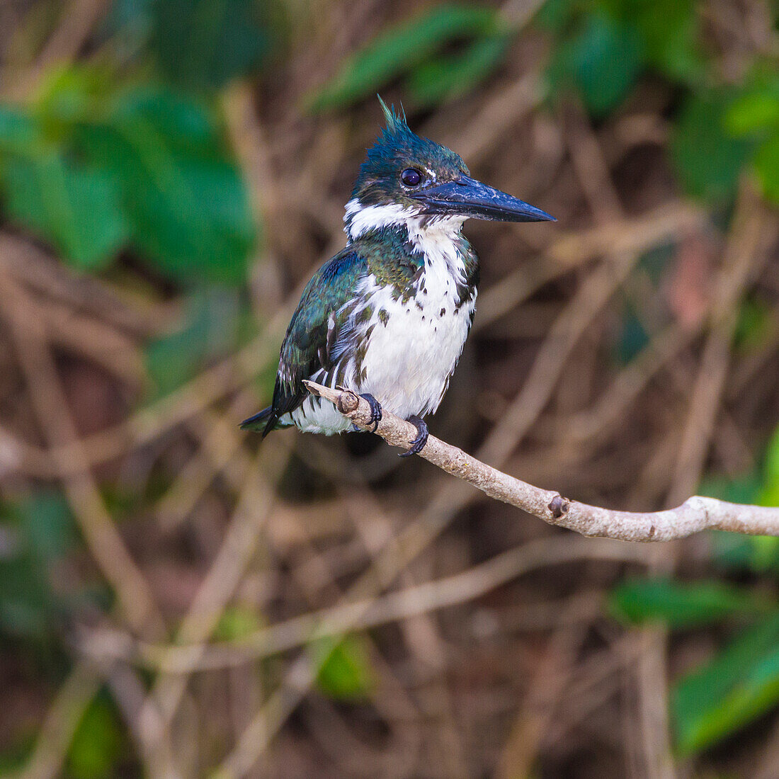 Brasilien. Ein weiblicher Amazonas-Eisvogel (Chloroceryle amazona), der häufig im Pantanal vorkommt, dem größten tropischen Feuchtgebiet der Welt, UNESCO-Weltnaturerbe.