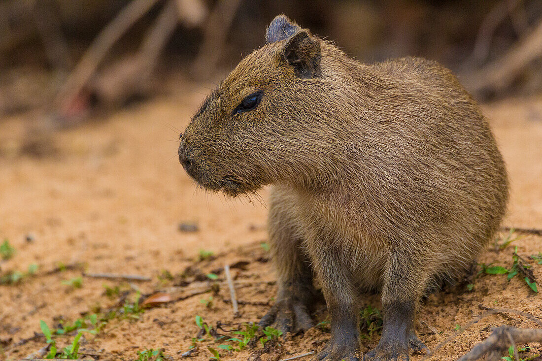 Brasilien. Das Wasserschwein (Hydrochoerus hydrochaeris) ist ein Nagetier, das häufig im Pantanal, dem größten tropischen Feuchtgebiet der Welt und UNESCO-Weltnaturerbe, vorkommt.