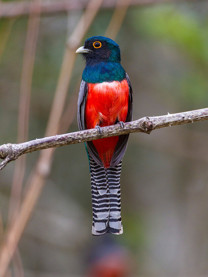 Brazil. A blue-crowned trogon (Trogon curucui) commonly found in the Pantanal, the world's largest tropical wetland area, UNESCO World Heritage Site.