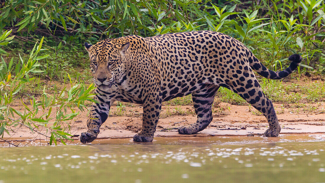 Brasilien. Ein männlicher Jaguar (Panthera onca), ein Spitzenraubtier, jagt am Ufer eines Flusses im Pantanal, dem größten tropischen Feuchtgebiet der Welt, das zum UNESCO-Weltnaturerbe gehört.