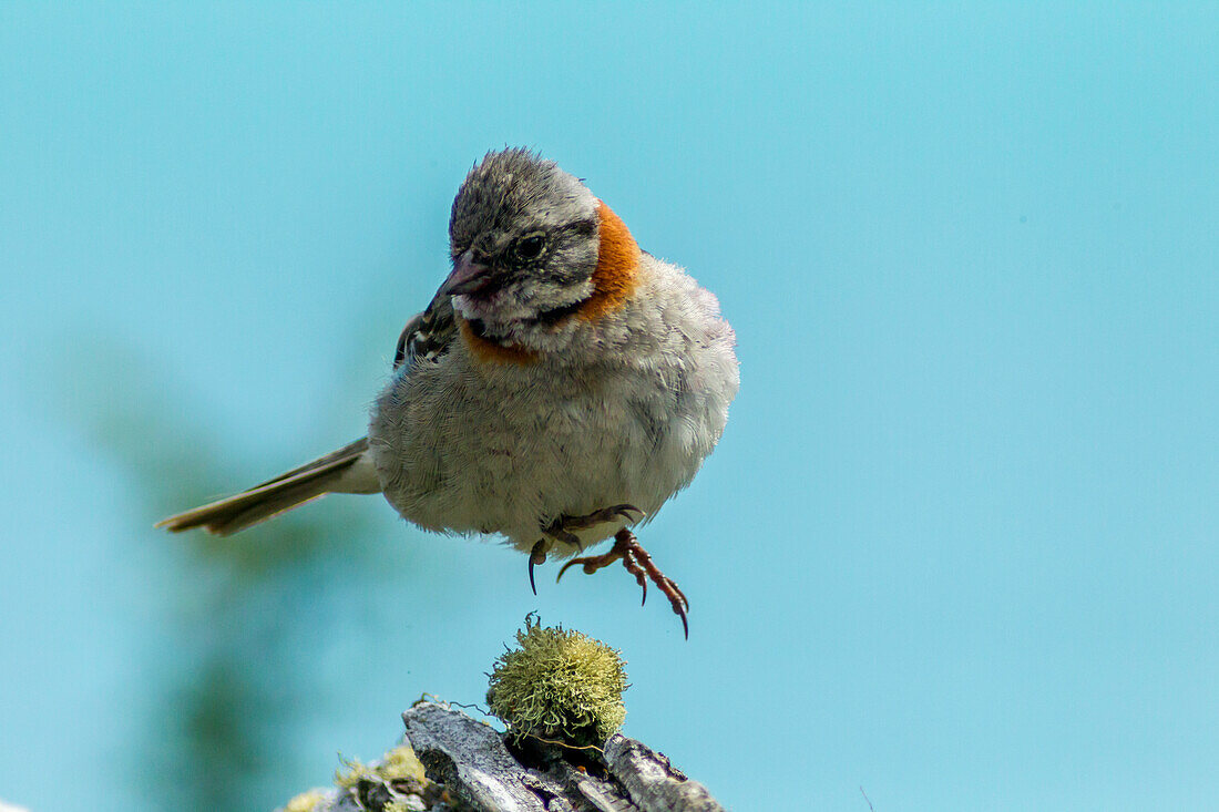 Chile, Patagonia. Rufous-collared sparrow jumping