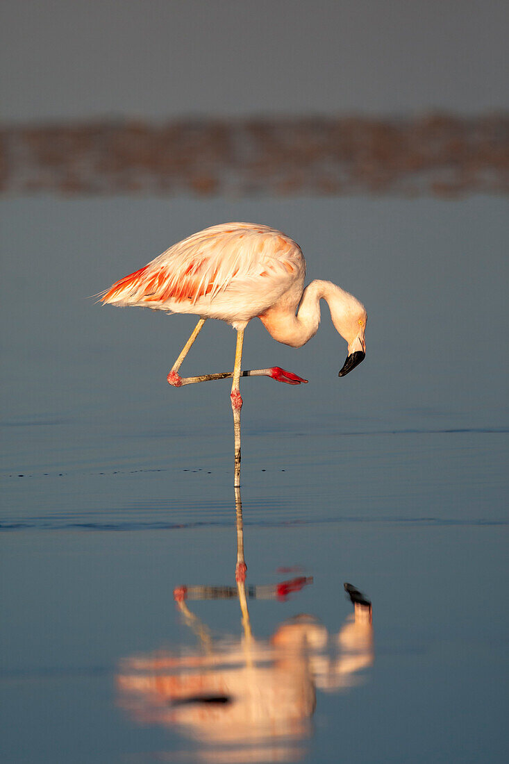 Chile, Atacama-Wüste, Salar de Atacama, Los Flamencos National Reserve, Chilenischer Flamingo, Phoenicopterus chilensis. Ein chilenischer Flamingo spaziert im flachen, ruhigen Wasser.