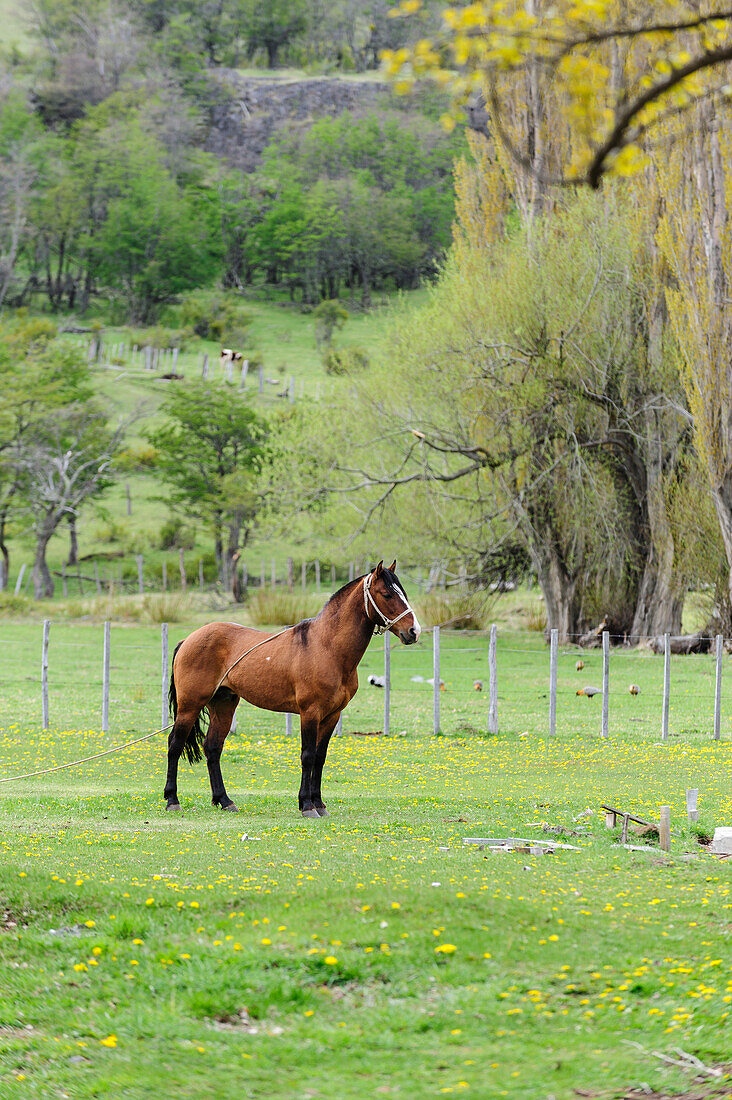 Chile, Aysen, Cerro Castillo. Pferd auf der Weide.