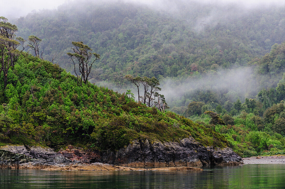 Chile, Patagonia, Lake District, Pumalin National Park. Valdivian rainforest and morning fog along Estero Renihue.