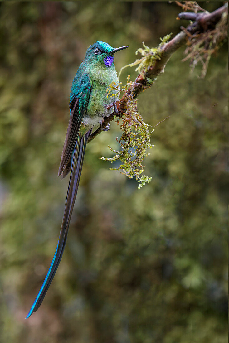 Langschwanzsylphe, Ecuador.