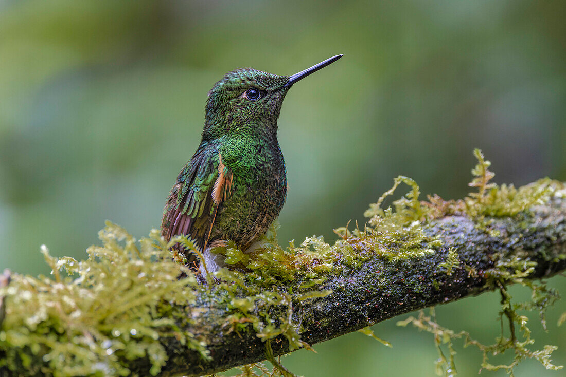 Büffelschwanz-Koronet, Ecuador.