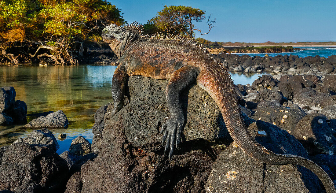 Marine Iguana, Galapagos Islands, Ecuador