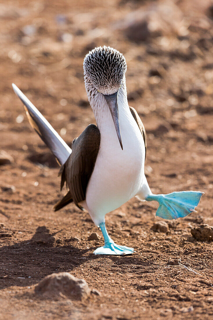 Ecuador, Galapagos-Inseln, Nord-Seymour-Insel, Blaufußtölpel, (Sula nebouxii excisa). Blaufußtölpel bei der Zurschaustellung.