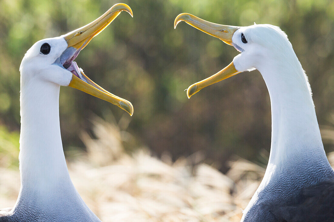 Ecuador, Galapagos Islands, Espanola, Punta Suarez, waved albatross, (Phoebastria irrorata). Waved albatrosses interacting.