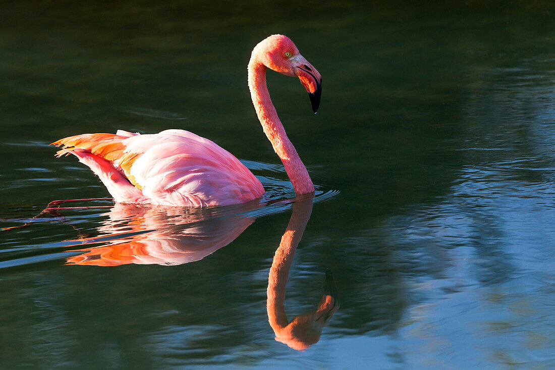 Ecuador, Galapagos-Inseln, Isabela, Punta Moreno, Großer Flamingo, (Phoenicopterus ruber). Großer Flamingo beim Schwimmen.