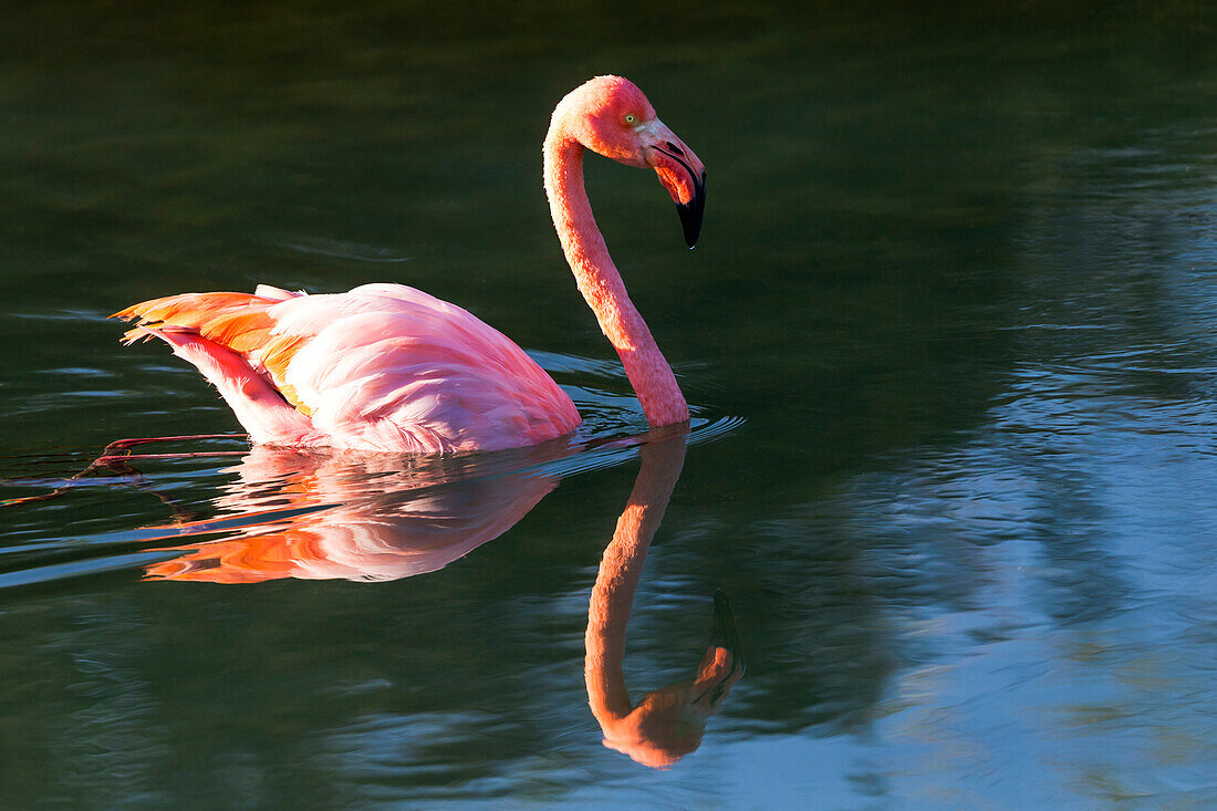 Ecuador, Galapagos Islands, Isabela, Punta Moreno, greater flamingo, (Phoenicopterus ruber). Greater flamingo swimming.