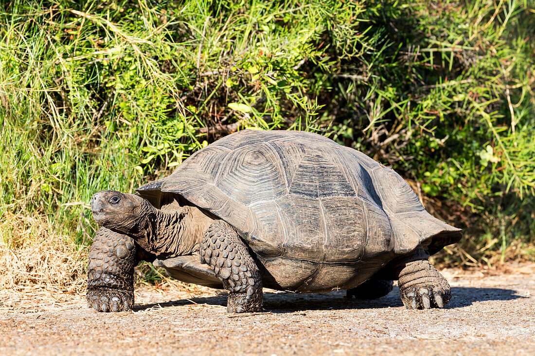 Ecuador, Galapagos Islands, Isabela, Urvina Bay, Galapagos giant tortoise, (Geochelone vandenburgi). Galapagos giant tortoise walking.