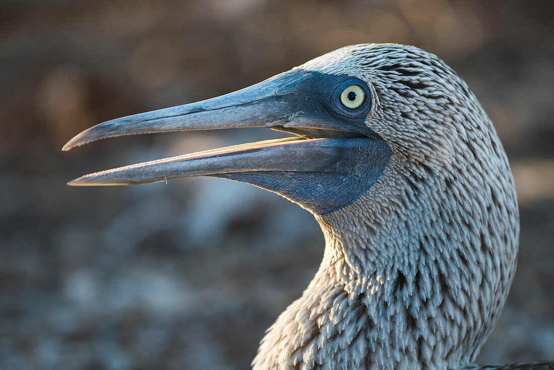 Ecuador, Galapagos Islands, North Seymour Island. Blue-footed booby portrait.