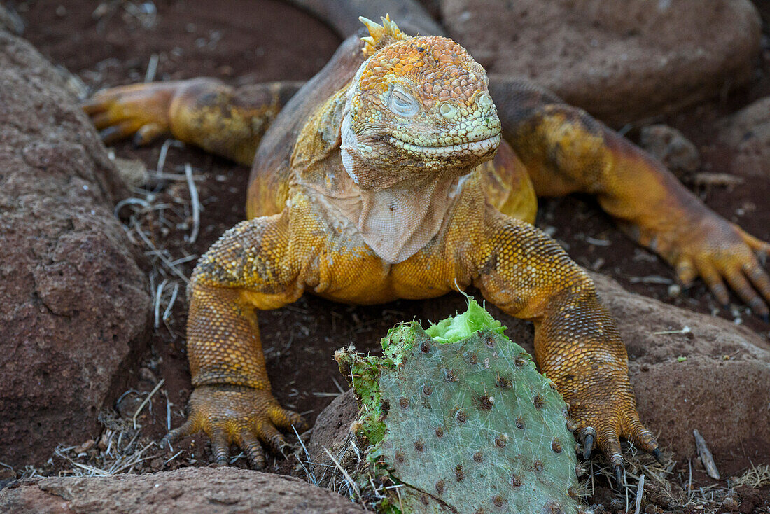 Ecuador, Galapagos Islands, Santa Fe Island. Santa Fe land iguana feeds on favorite food of Opuntia cactus.