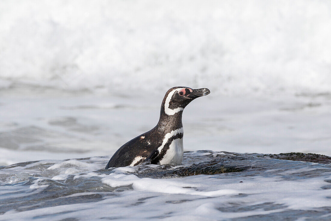 Magellanic Penguin (Spheniscus magellanicus) on beach leaving the ocean. Falkland Islands