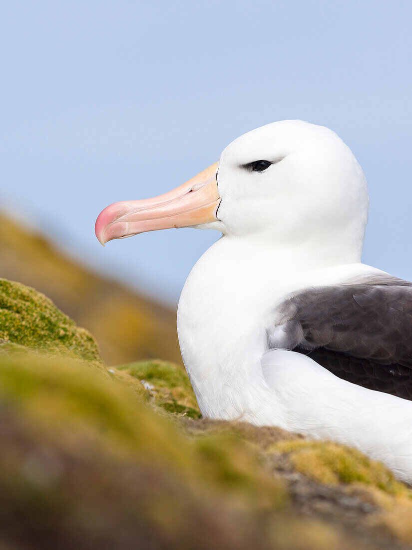 Schwarzbrauenalbatros (Thalassarche melanophrys) oder Mollymawk. Falklandinseln