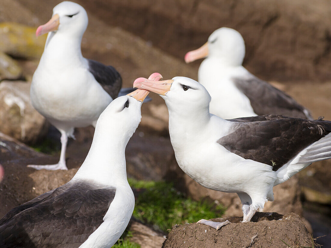 Schwarzbrauenalbatros (Thalassarche melanophrys) oder Mollymawk, Paar, das sich streichelt, um die Partnerschaft zu stärken, typisch als Begrüßungs- und Balzverhalten. Falklandinseln