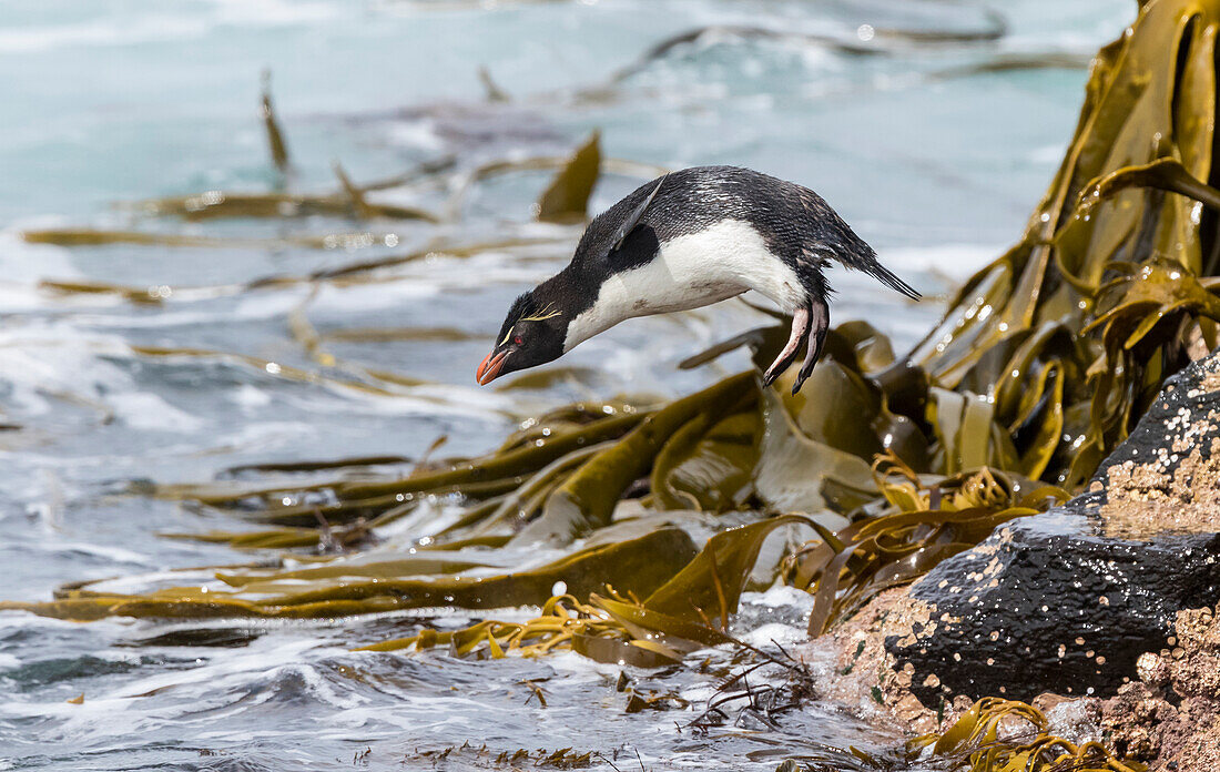 Rockhopper Penguin (Eudyptes chrysocome). Climbing down the cliffs to jump into the sea. Falkland Islands