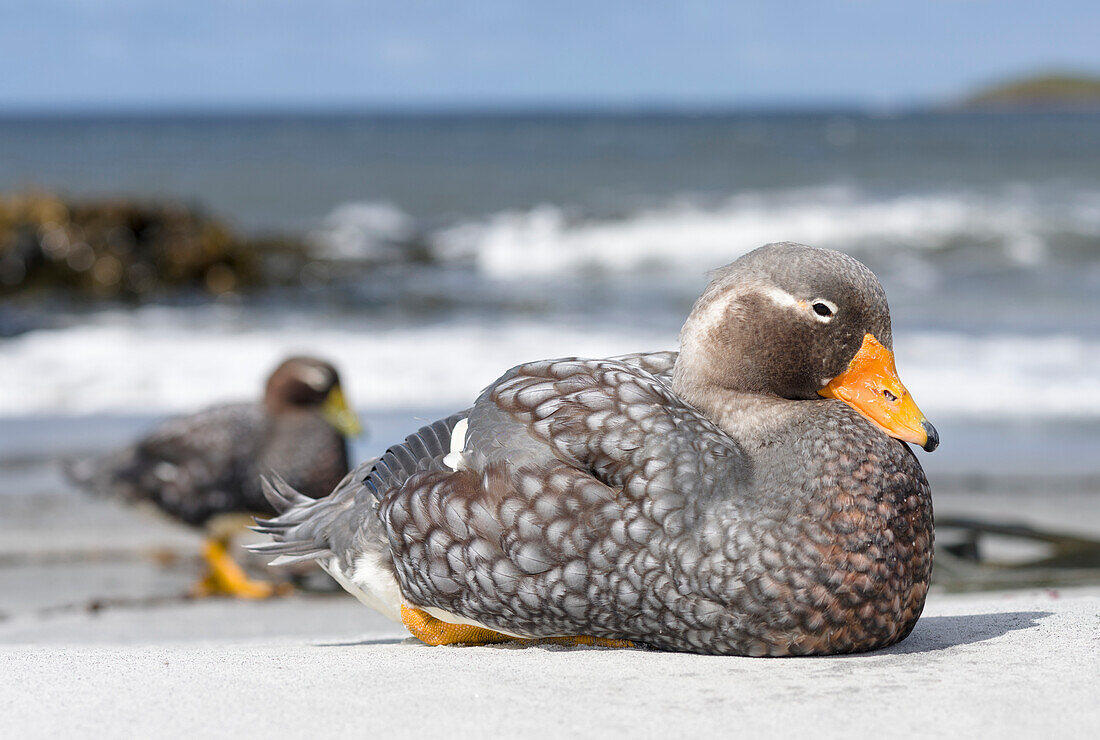 Falkland-Dampfschiffente (Tachyeres brachypterus), eine flugunfähige Ente, die nur auf den Falklandinseln vorkommt. Das Männchen hat einen orangefarbenen, das Weibchen einen grünlichen Schnabel. Falkland-Inseln