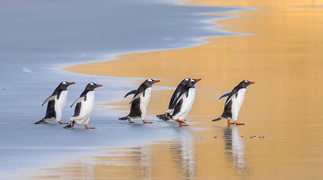 Eselspinguin (Pygoscelis Papua) Falklandinseln.