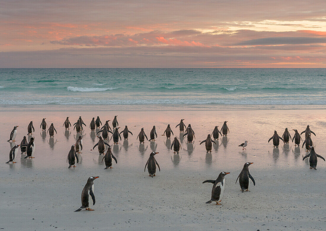 Gentoo Penguin (Pygoscelis Papua) Falkland Islands.